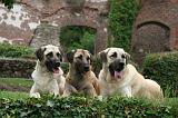 KANGAL 171